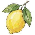 Watercolor lemon illustration